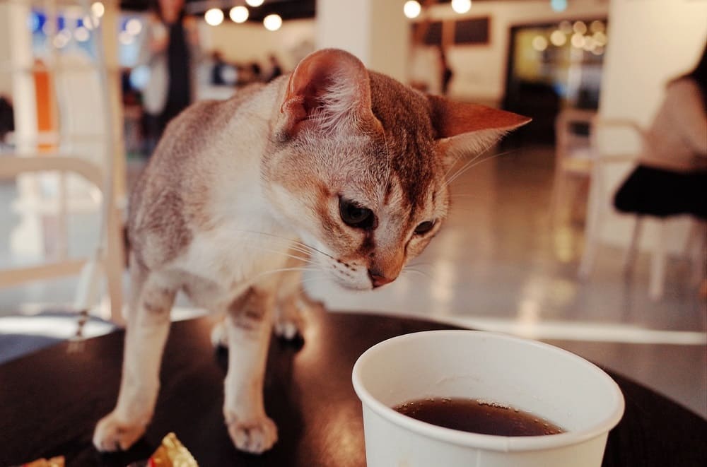 Кошка в кафе