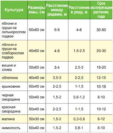 gabarity-i-rasstojanie-posadki-rastenij